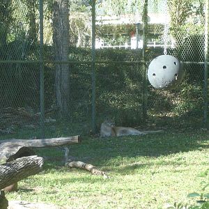 Western Cougar and toy