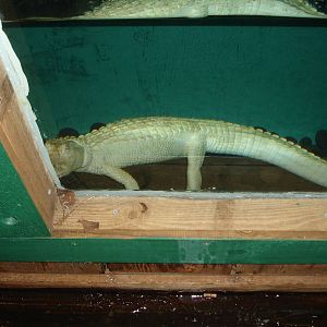 White Alligator