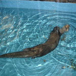 River Otter snacking