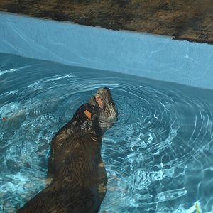 River Otter snacking
