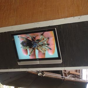Tarantula during show