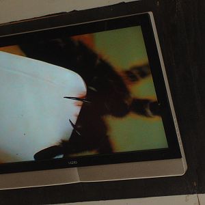 Tarantula fangs during show