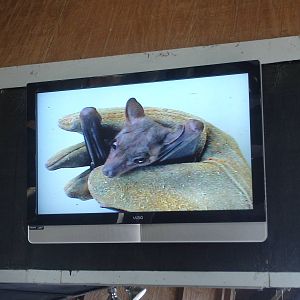 Egyptian Fruit Bat - show