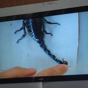 African Emperor Scorpion stinger - show