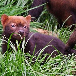 Bushdog Pups