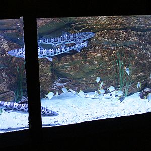 Shark tank - Kolmårdens Tropicarium