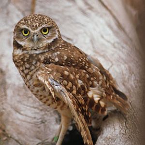 burrowing owl at LDSP