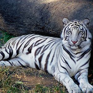 white tiger, Cincinnati