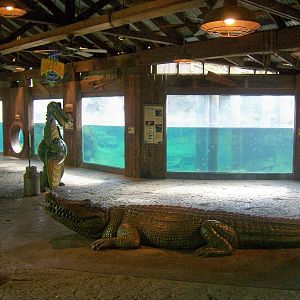 Piney woods and swamp