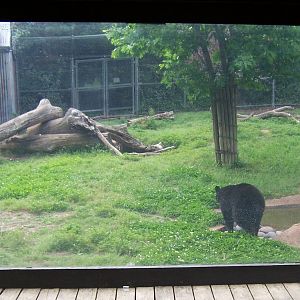 Black bears