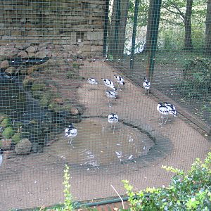 Gustrow, NUP / October 2005