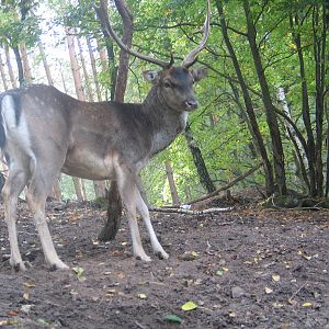 Gustrow, NUP / October 2005