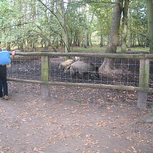 Gustrow, NUP / October 2005