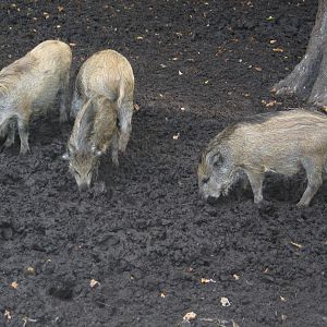 Gustrow, NUP / October 2005