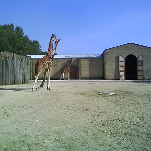 Giraffe enclosure