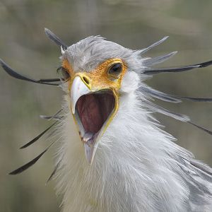 Secretary bird
