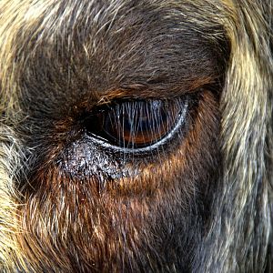 Eye of the Takin