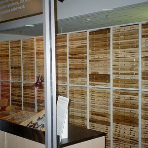 Leoidoptera Collections