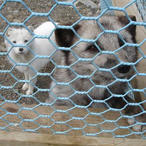 Arctic Foxes