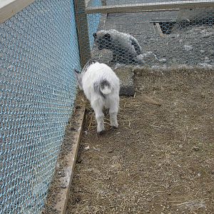 Pygmy Goat and Arctic Foxes