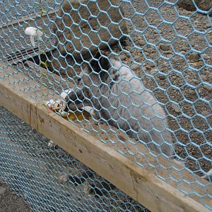 Arctic Fox having an egg snack