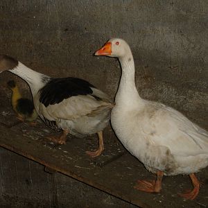 Geese and gosling