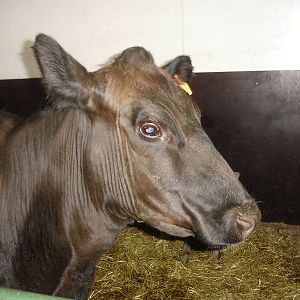 Cow