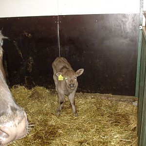 Calf