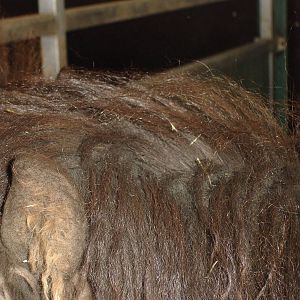 Icelandic Horse hair - close up