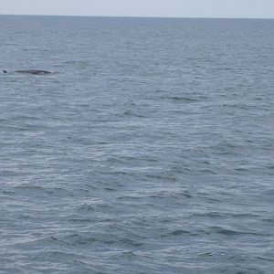Minke Whale