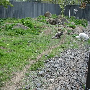Arctic Fox