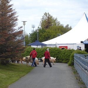 Walking the Pigs