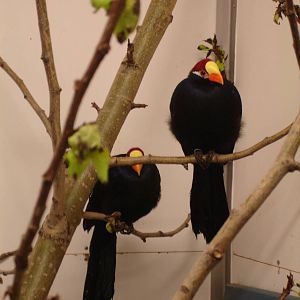 Violet Turacos