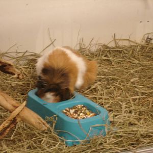 Guinea Pig