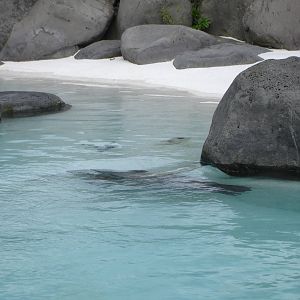 Seal Pool