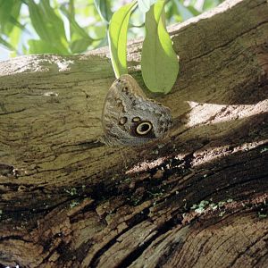 Owl Butterfly