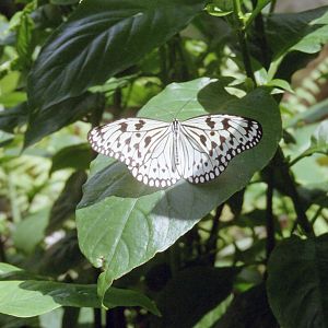 Large Tree Nymph