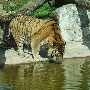 Male Amur Tiger