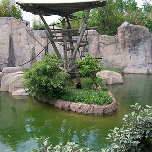 White Cheeked Gibbons