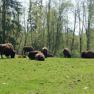 15 Acre Bison/Elk Enclosure
