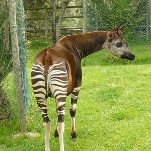 Male Okapi