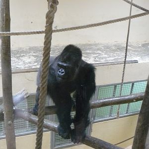 Nasibu - male gorilla
