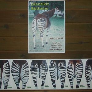 Okapi identification