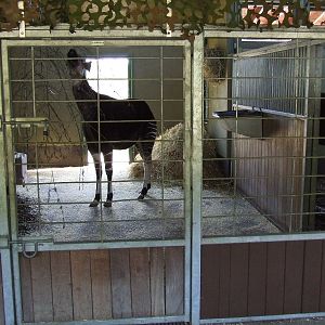 Okapi stalls