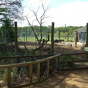 Warthog exhibit