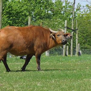 Congo Buffalo