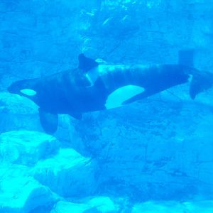Orca/Killer Whale at seaworld Orlando