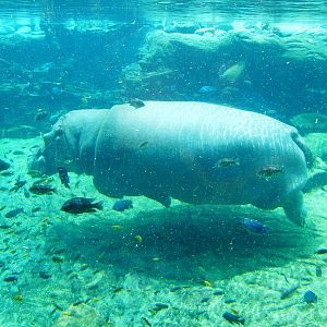 Common Hippo