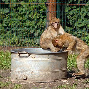 Barbary macaque at Aschersleben zoo