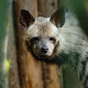 Striped hyena at Aschersleben zoo
